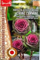 Капуста декоративная CRANE CARMINE