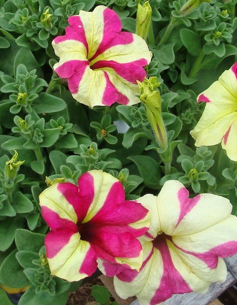 Петуния Софистика Лайм Биколор (5 шт.)