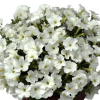 Петуния Джоконда Вайт F1 (10 шт.) ампельная