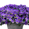 Виола ампельная Виола ампельная