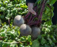 Свекла Бикорес (3 гр.)