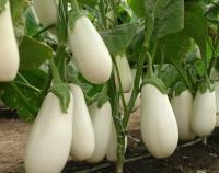 Баклажан Розан F1 (10 шт.)	MINAMI SEEDS