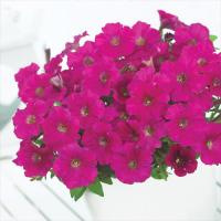 Петуния Пикобелла Кармин F1 многоцветковая (10 шт.)
