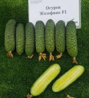 Огурец Жозефино F1 (10 шт.)