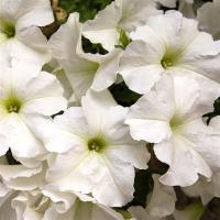 Петуния Дримс Вайт F1 (10 шт.)