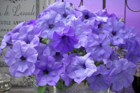 Петуния каскадная Ивнинг Сценсейшн F1\ Evening Scentsation F1 (5 драже)