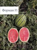 Арбуз Форман F1 (5 шт.)