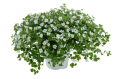 Бакопа Бакопа