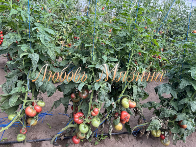 Томат БрендиФред. Мязина