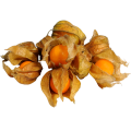 Физалис Физалис
