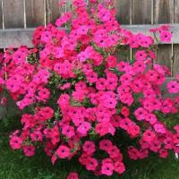 Петуния ампельная Тайдал Вэйв Хот Пинк F1 \ Tidal Wave Hot Pink (5 драже)