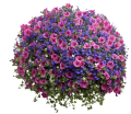 Петуния Петуния