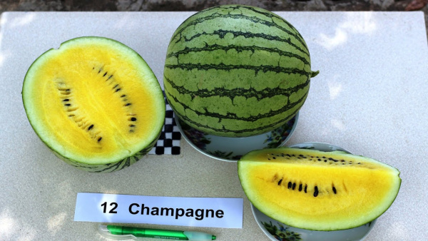 Арбуз Шампань F1 (5 шт.)