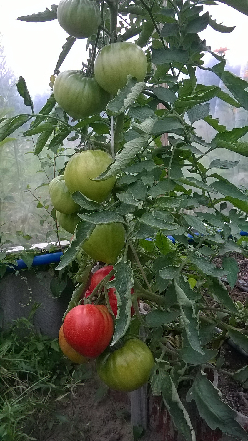 Томат "Сара F1" от Clause отзыв из Бреста