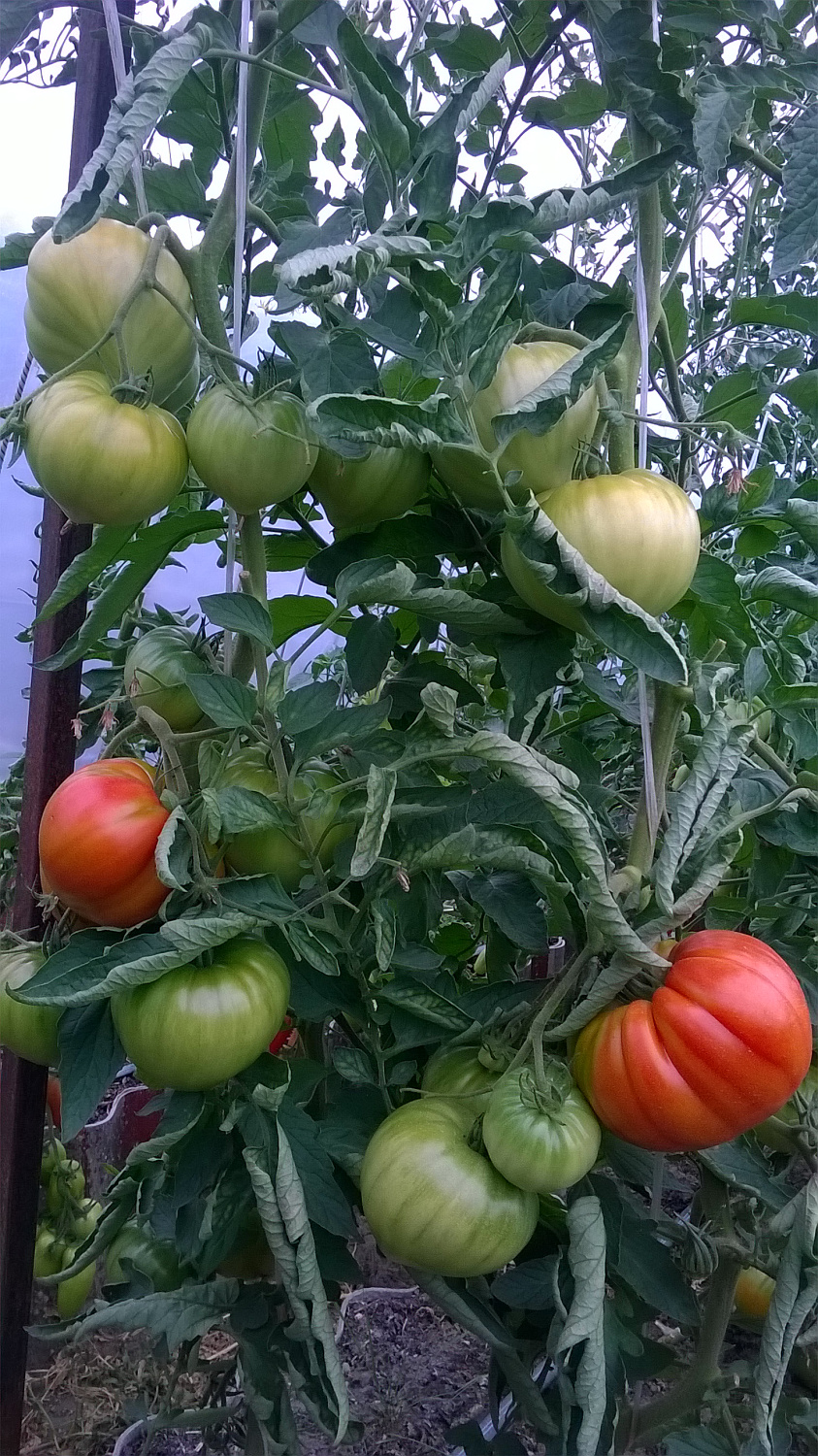 Томат "Сара F1" от Clause отзыв из Бреста