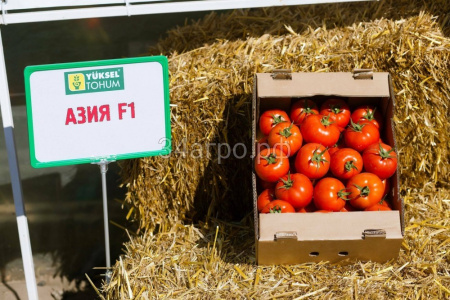 Томат Азия F1 (10 шт.)