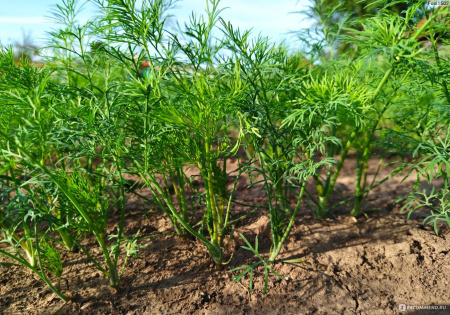 Укроп Крокодил ( 2 г ) Global Seeds