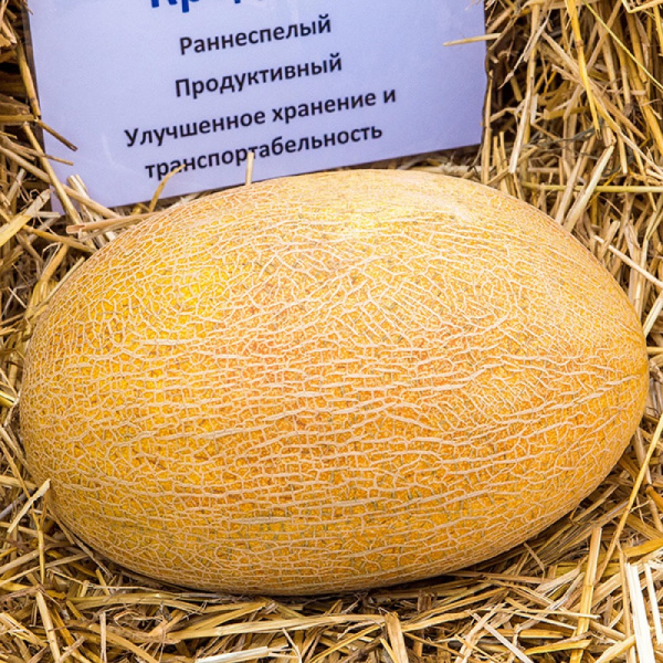 Дыня Кредо (6 шт.)