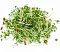 Микрозелень