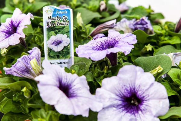 Петуния многоцветковая F1 МАМБО GP Блю Вейнд (10 шт)