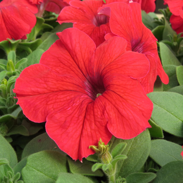 Петуния Из Ридер Ред (10 шт.)