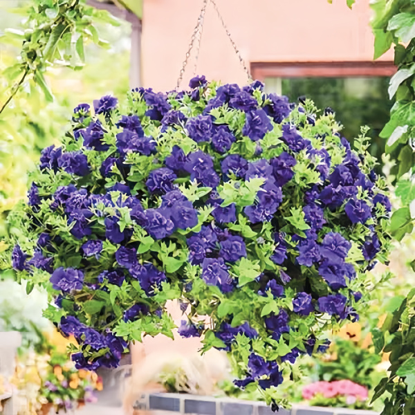 Петуния махровая Дуо Блю (10 шт.)