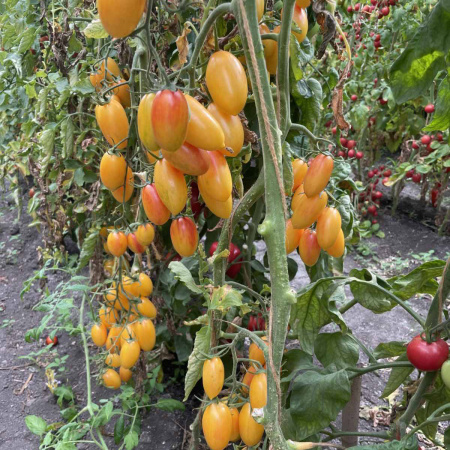 Томат Котик F1 ( 10 шт.)