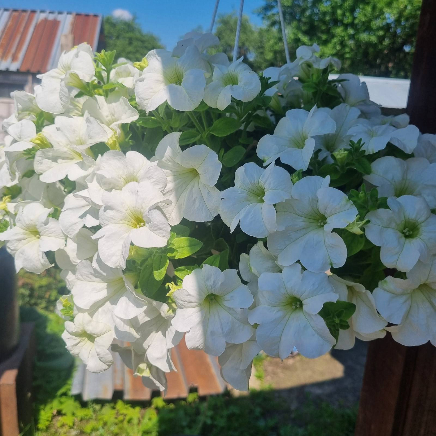 Урожай наших покупателей