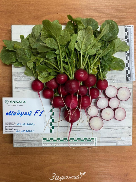 Редис Мидуэй F1 (2 гр.)