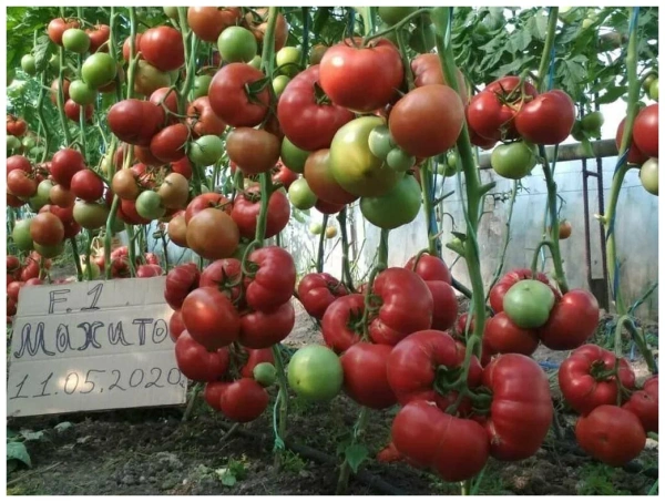 Томат Махитос F1 (5 шт.)