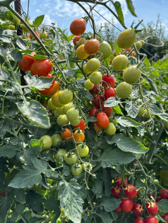Томат Крэйзи Черри F1 (10 шт.)