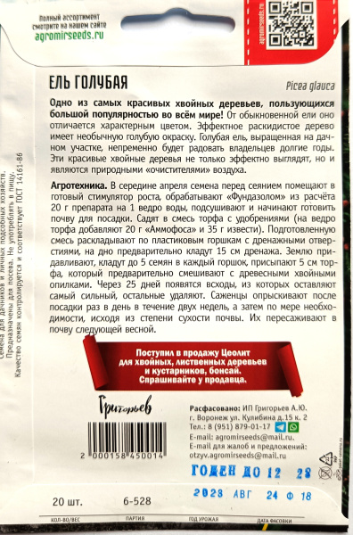 Ель Голубая. Григорьев