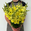 Львиный зев Адмирал Еллоу (10 шт.)