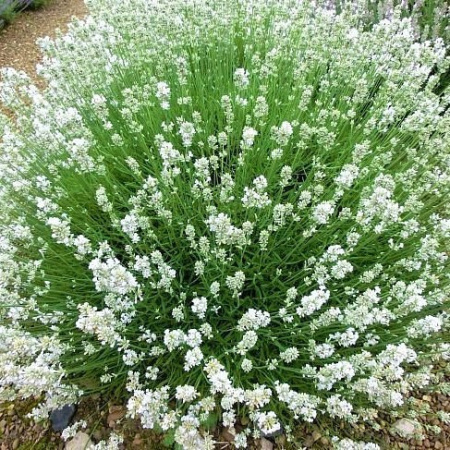 Лаванда Элеганс Сноу (10 шт.)