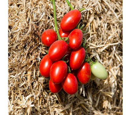 Томат Санмино F1 (10 шт.) 