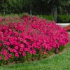 Петуния ампельная Тайдал Вэйв Хот Пинк F1 \ Tidal Wave Hot Pink (5 драже)