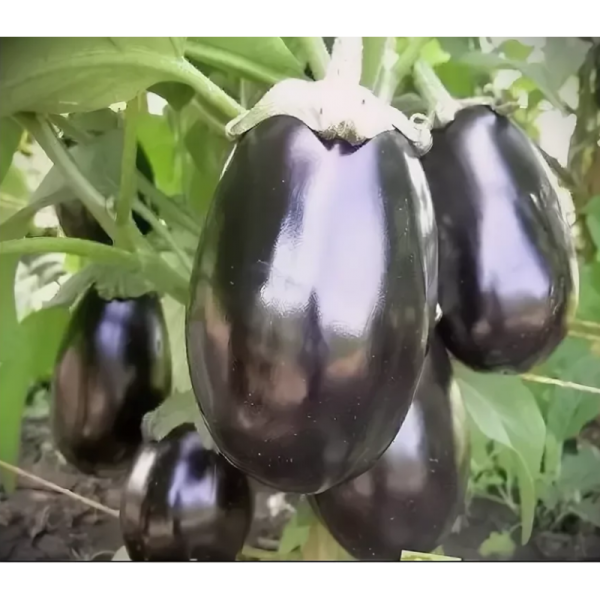 Баклажан Галинэ F1 (10 шт.)