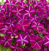 Петуния Джоконда Парпл энд Вайт (10 шт.)