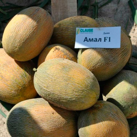 Дыня Амал F1 (5 шт.)