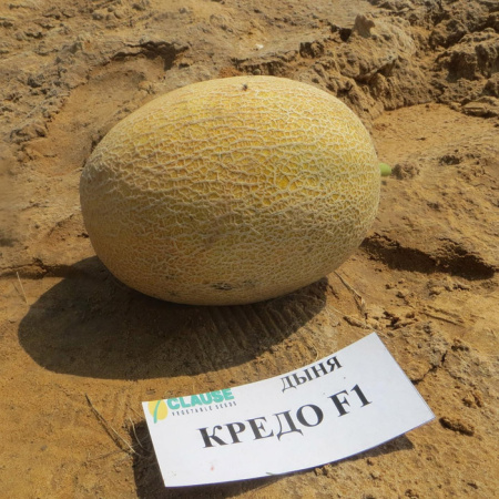 Дыня Кредо (6 шт.)