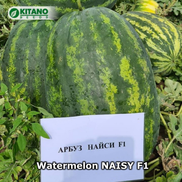 Арбуз Найси F1 (5 шт.)
