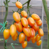 Томат Котик F1 ( 10 шт.)