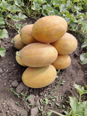 Дыня Марадона 5 шт.